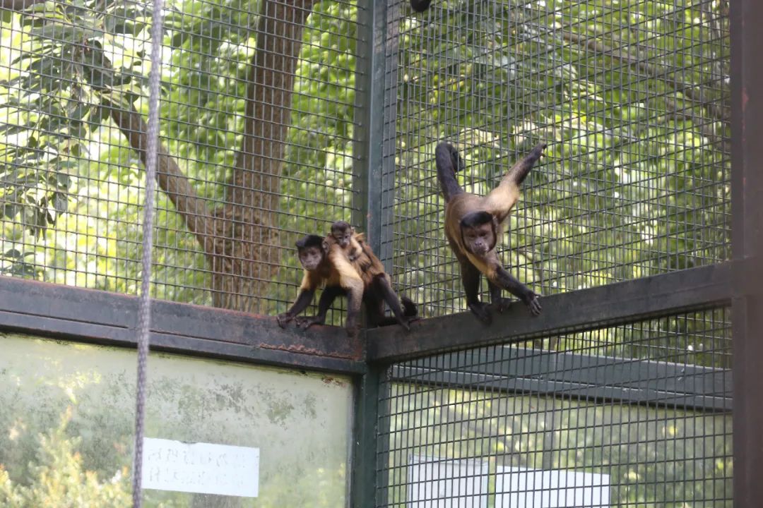 泰州动物园这个濒危家族添新丁