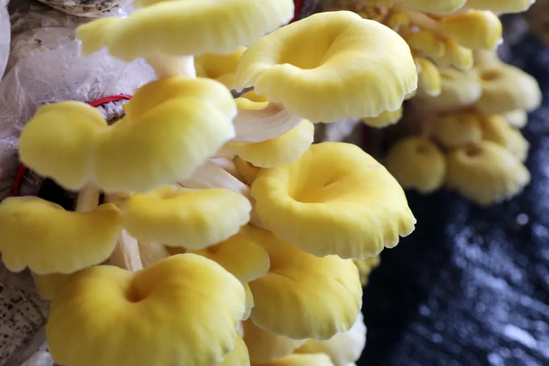 推广榆黄菇 澎拜新闻