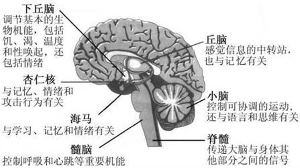 海马在大脑的位置图片图片