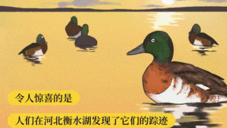 “我的名字是青头潜鸭”——来自河北衡水湖的问候