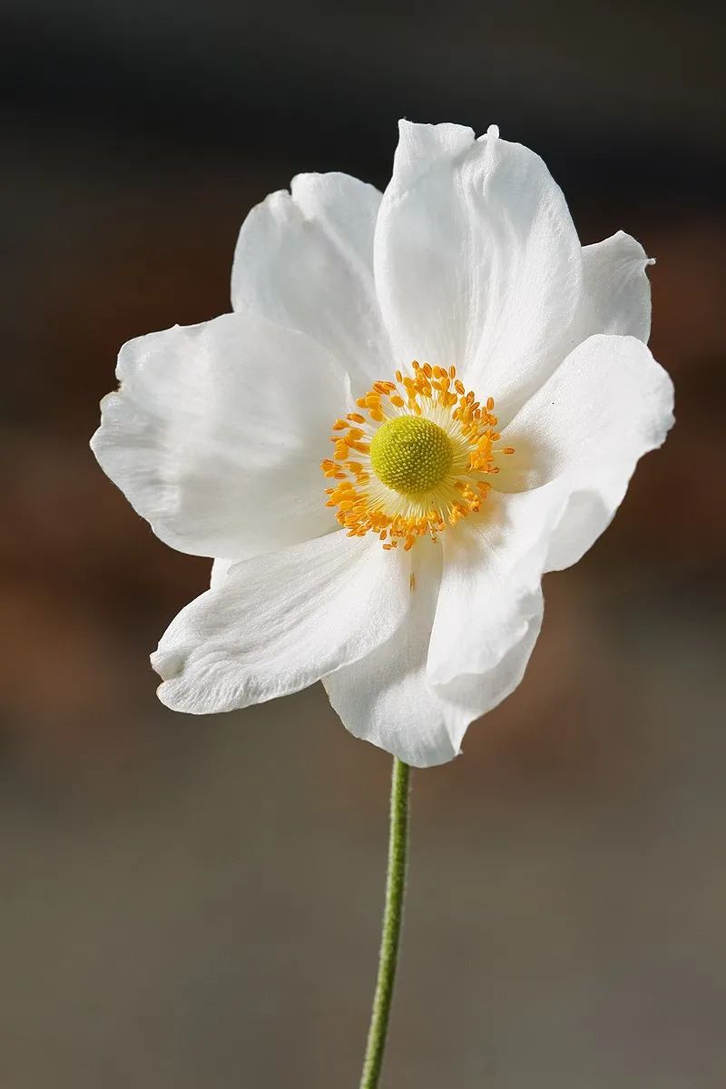银莲花属的打破碗花   jj harrison / wikipedia