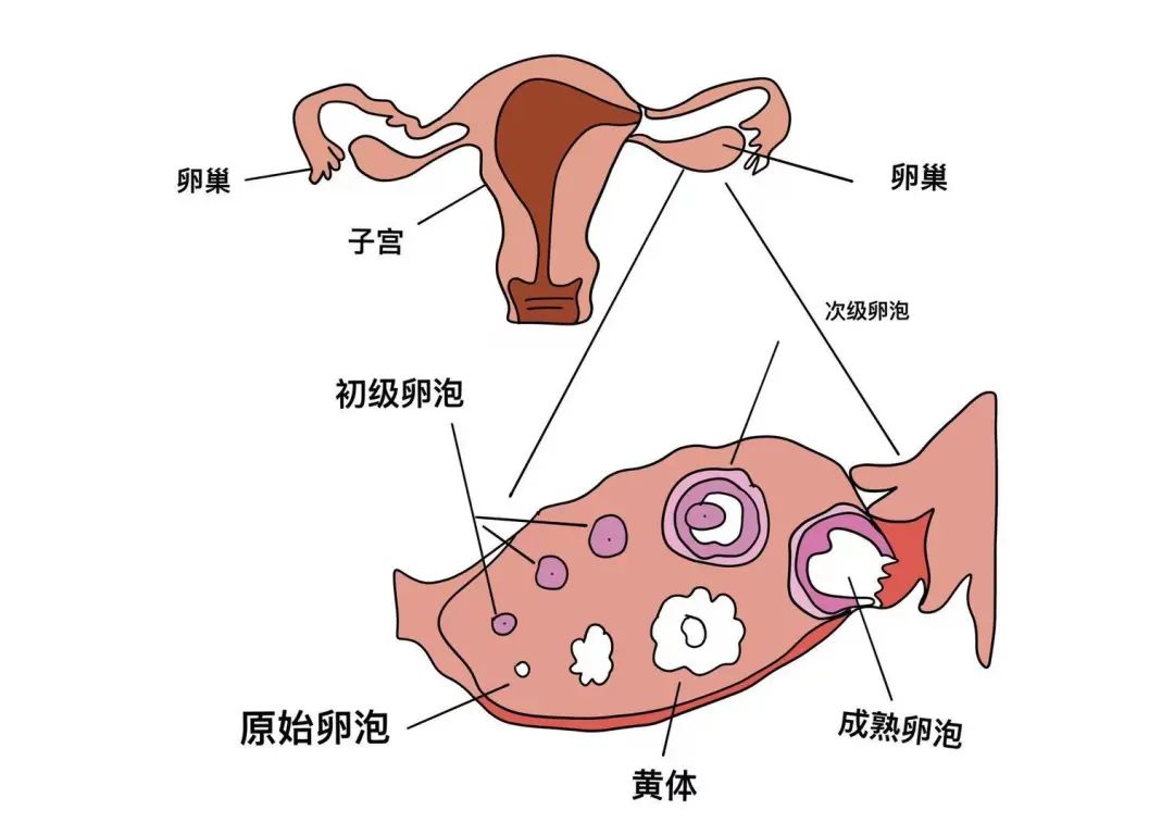 卵细胞肉眼图片