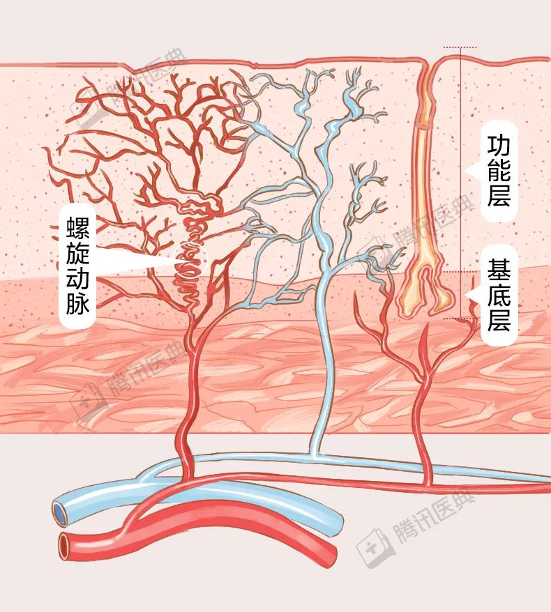 發生週期性增殖,脫落的是功能層,基底層不隨月經剝脫,月經後功能層