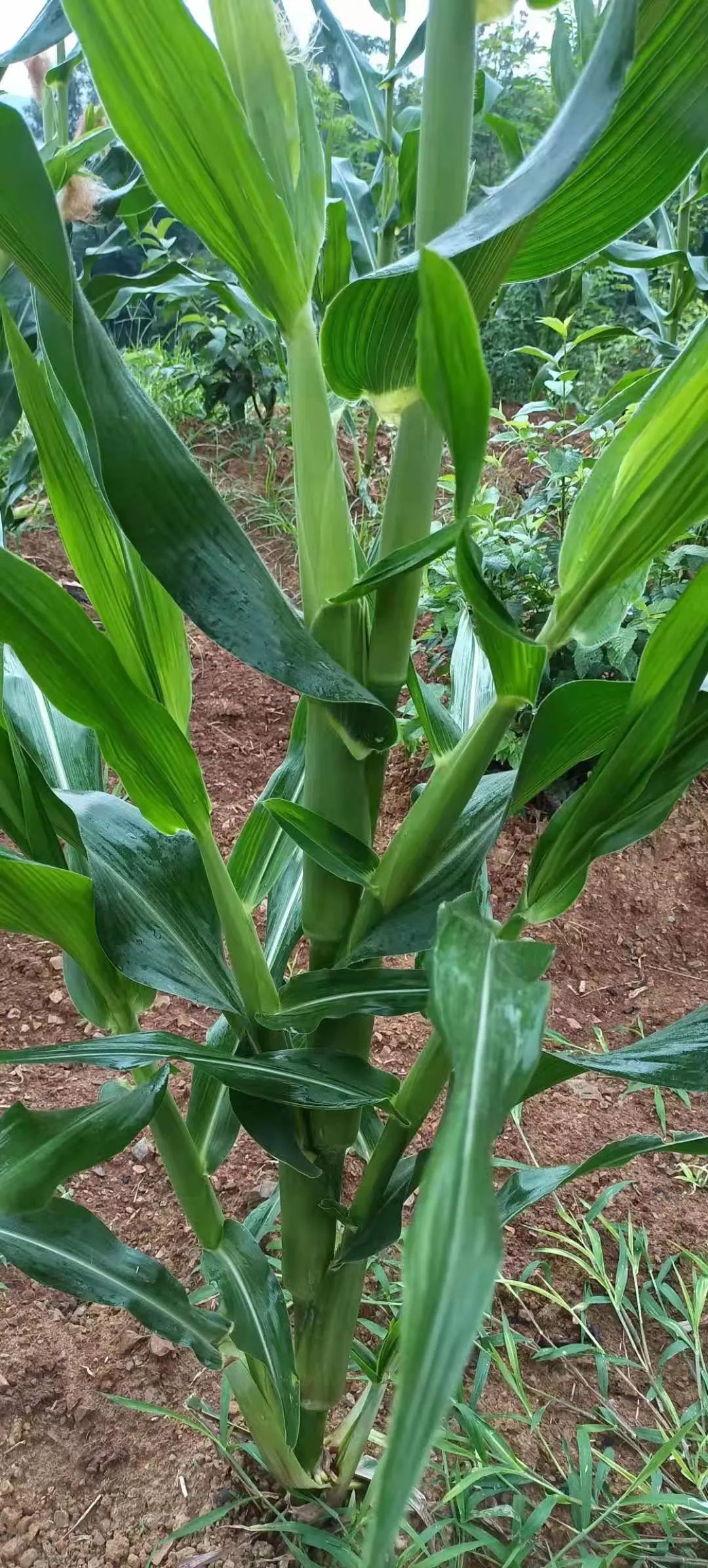 乡村助农团:玉米长成"树苗" 求助乡村频道 ,农业专家这样说