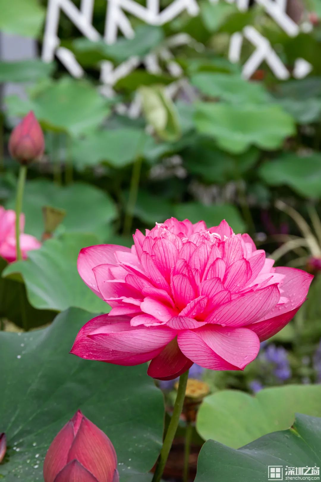 湖北洪湖荷花图片