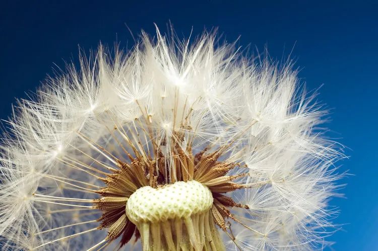 加拿大研究蒲公英能在48小时内杀死98的癌细胞是真的吗