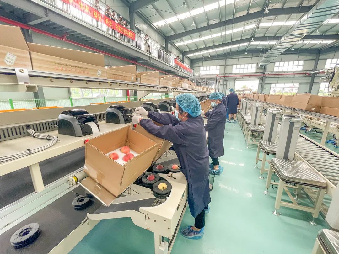 就像给水蜜桃"照x光"!浦东首条水蜜桃分拣流水线亮相,今年投入使用