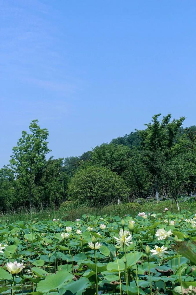 地址:南通剑新路人文啬园荷花大多处于含苞待放清雅秀丽,亭亭玉立荷风