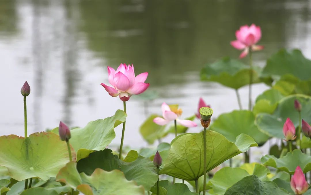 赏荷地图来了,寻找开封最美荷塘!