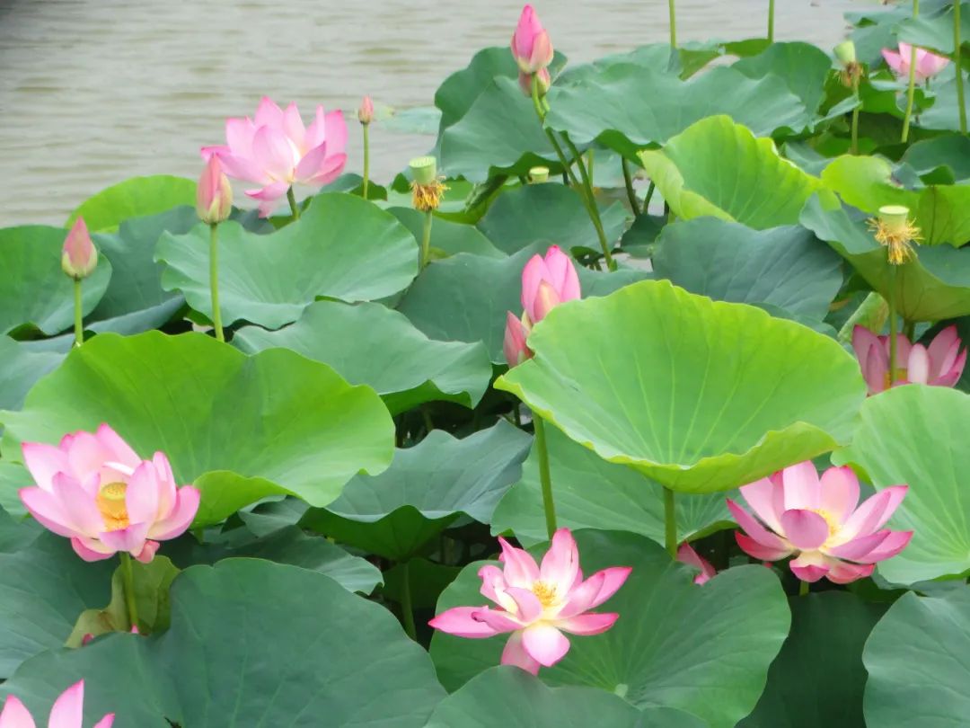 赏荷地图来了,寻找开封最美荷塘!