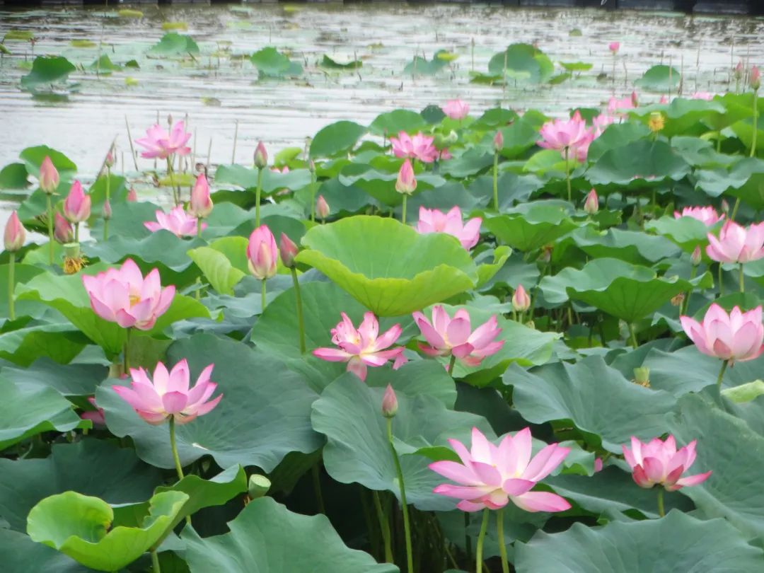 小编提醒大家: 观赏荷花的最佳时间是