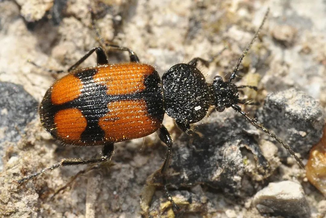 十字偏须步甲 | wikimedia commons再者,达尔文到剑桥的时间是1828年