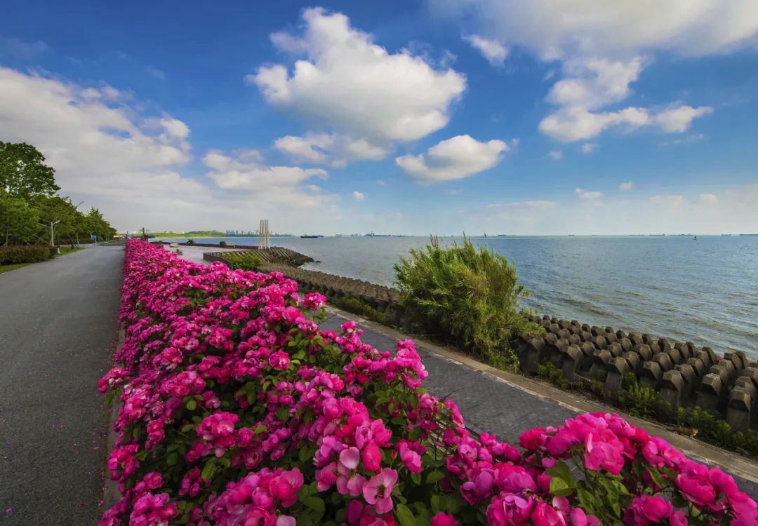 上海滨江森林公园免费后如何预约?戳这里告诉你!