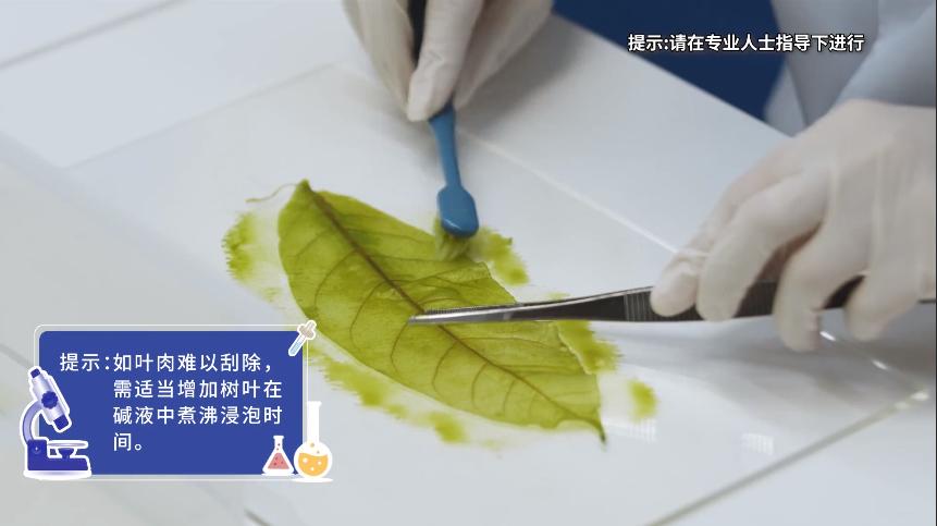 珍藏大自然的脉络科博士教你制作叶脉书签