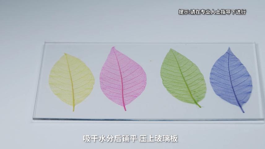 珍藏大自然的脉络科博士教你制作叶脉书签