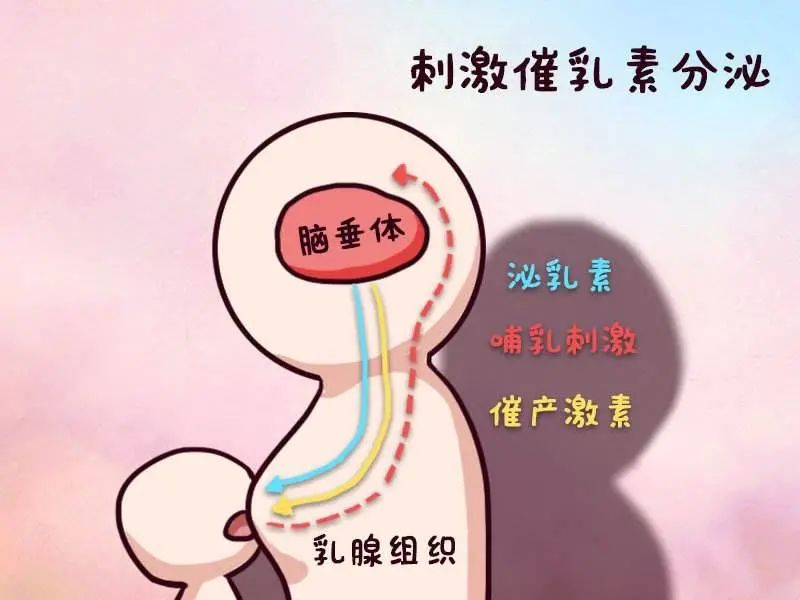 泌乳素增高还能做试管吗