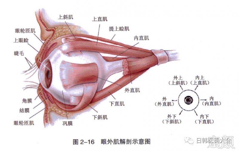 然而,斜视手术需要做下斜肌转位,下斜肌是做后巩膜固定的解剖标志