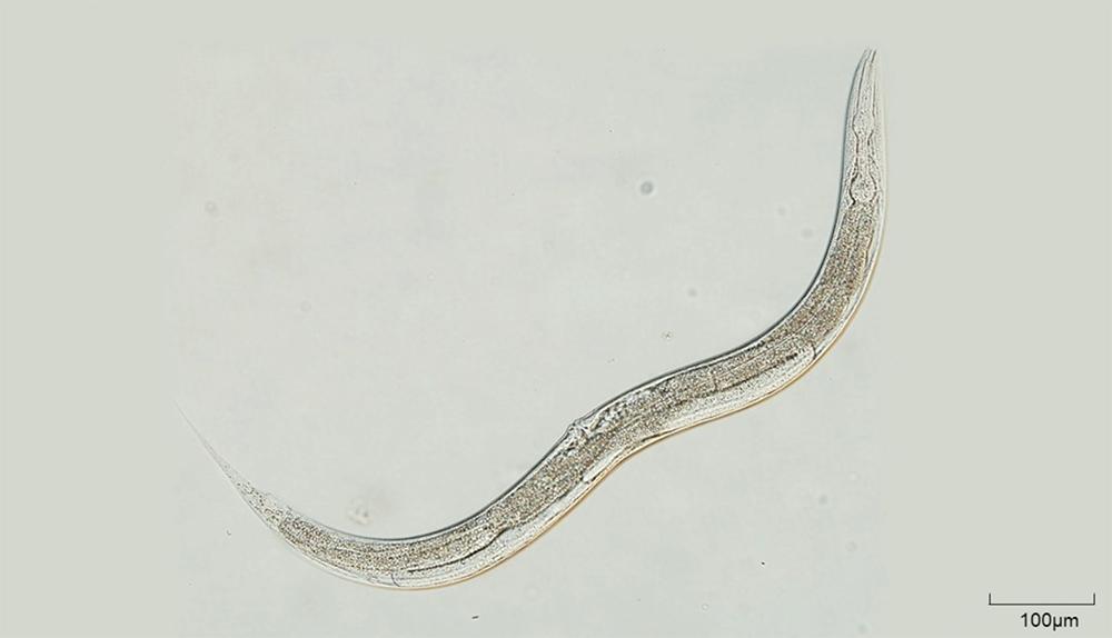 线虫微生物的样子图片