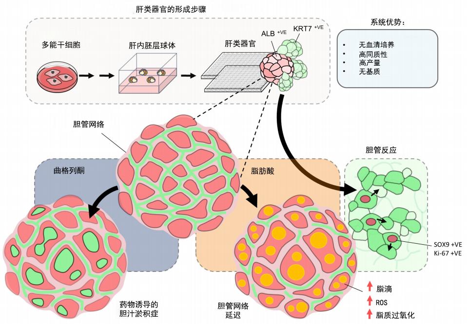 人多能干细胞诱导的类器官可作为肝脏疾病模型