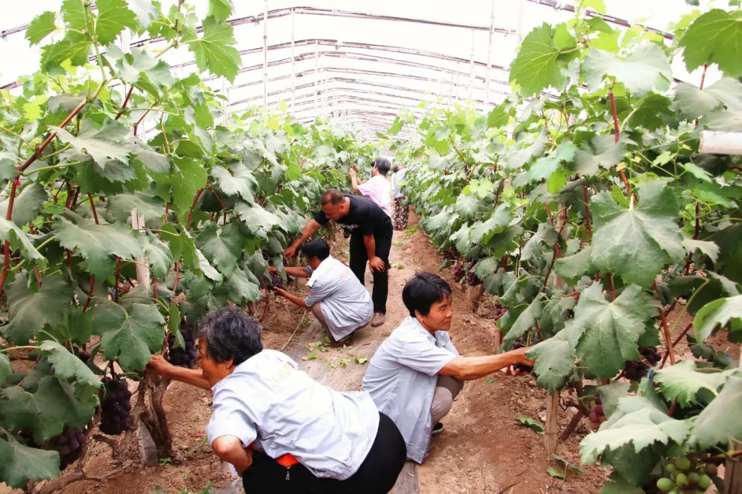 我们对入社社员开展了技术培训,指导,业务交流,初步建立起葡萄种植