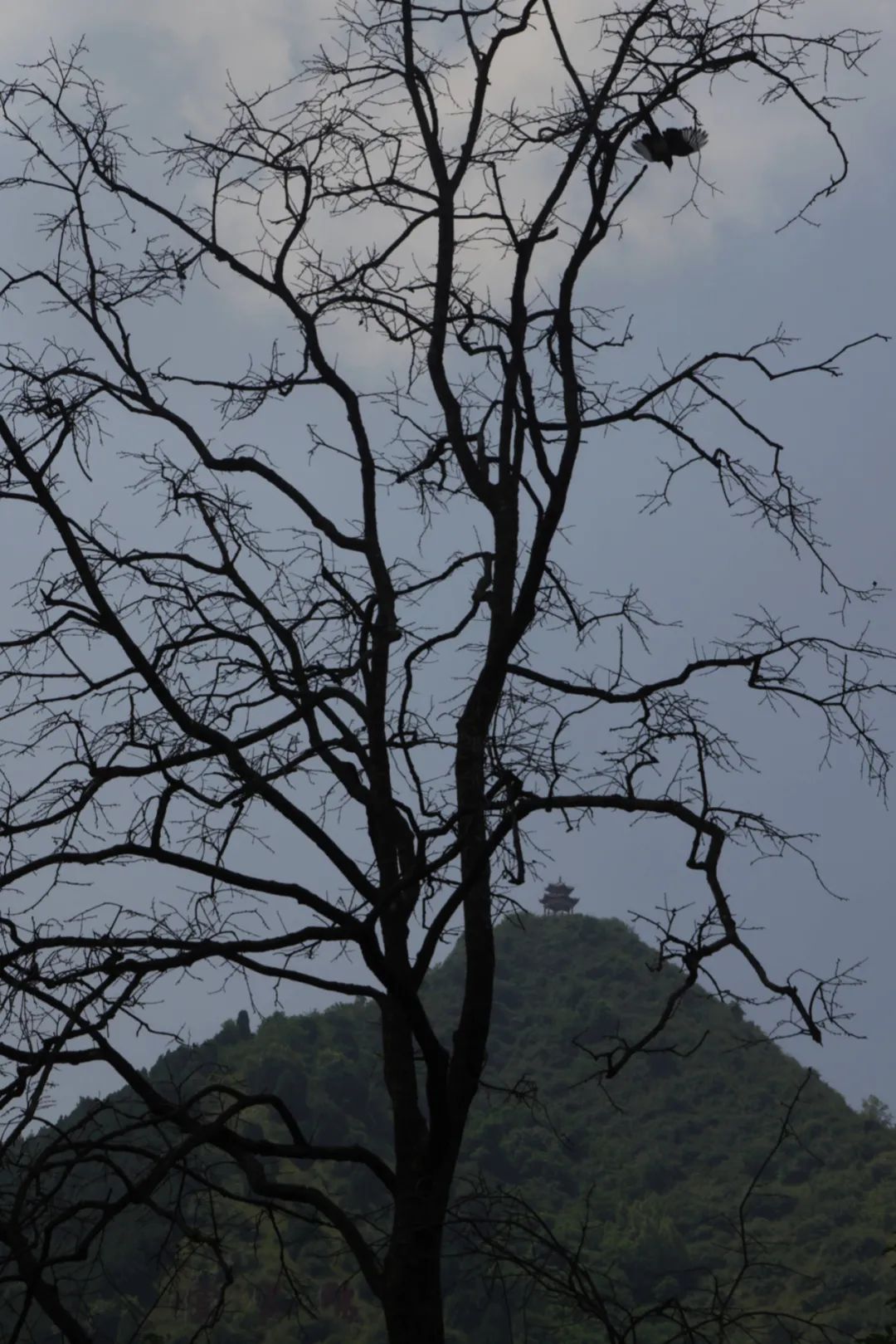 面向秦岭的天留山植被茂盛,生态极佳. 傅拥军 摄影