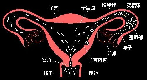 男性子宫图片