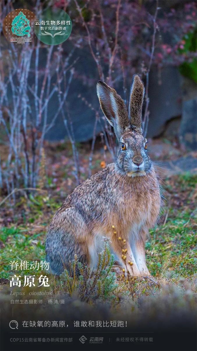 【cop15】脊椎动物·高原兔:在缺氧的高原,谁敢和我比短跑!
