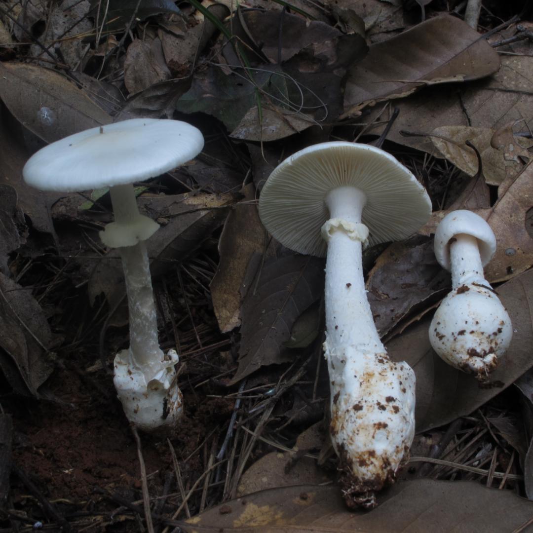 贵州疾控发布提示不要随意采食野生蘑菇