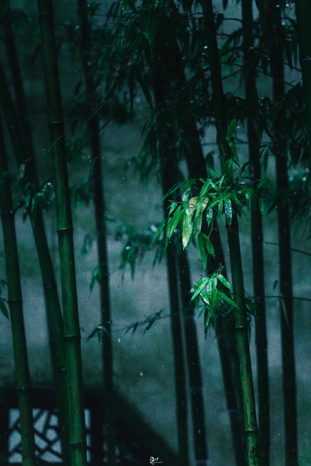 竹雨的图片大全图片