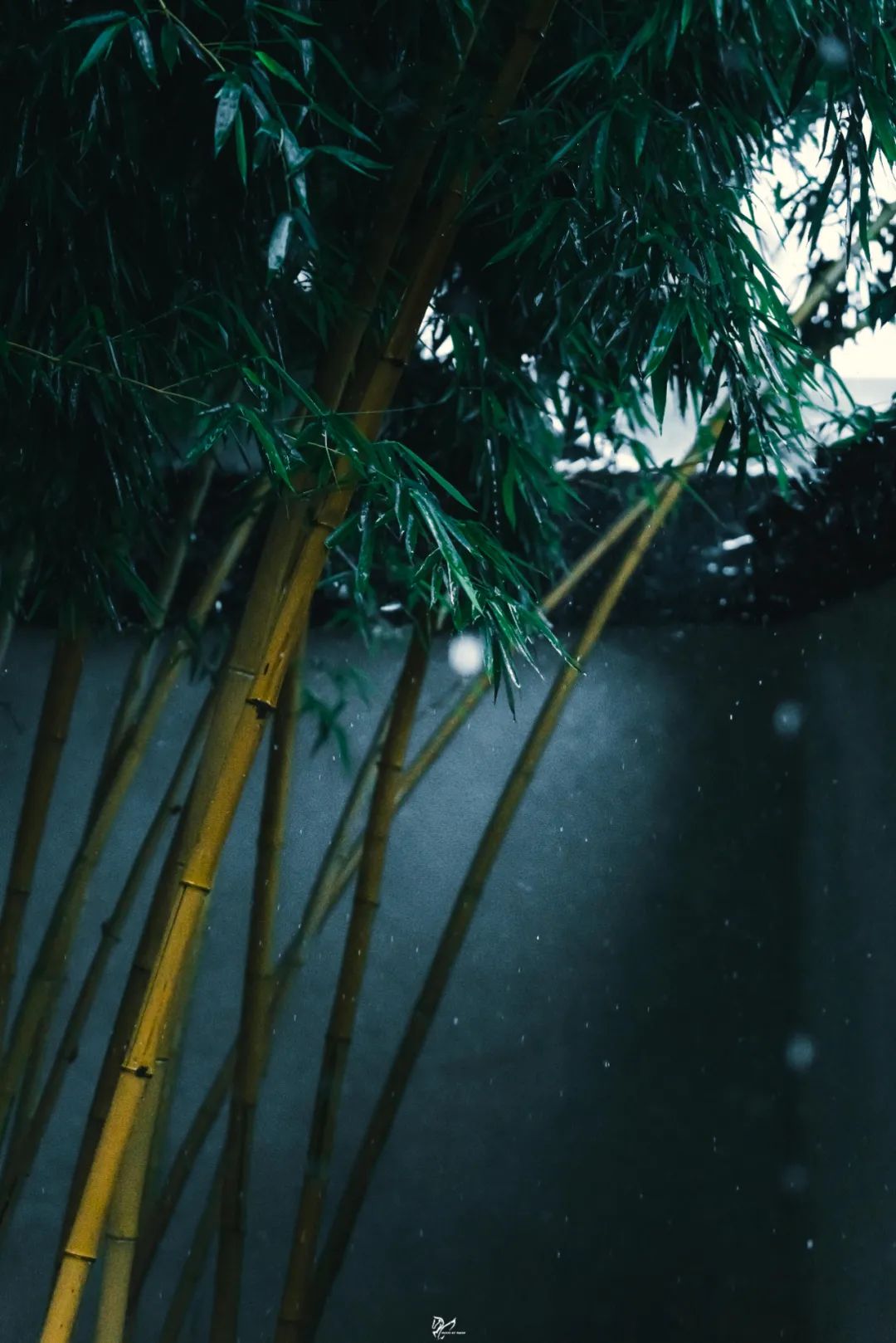 竹子在风雨中的样子图片