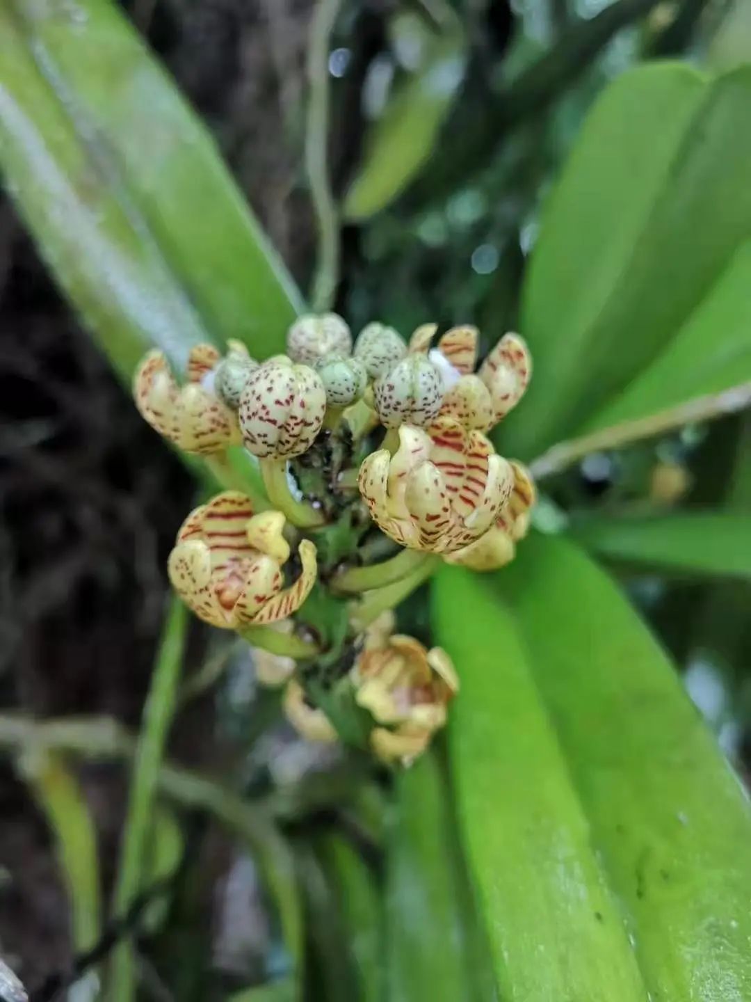 這種蘭花的戀愛是真正的露水姻緣