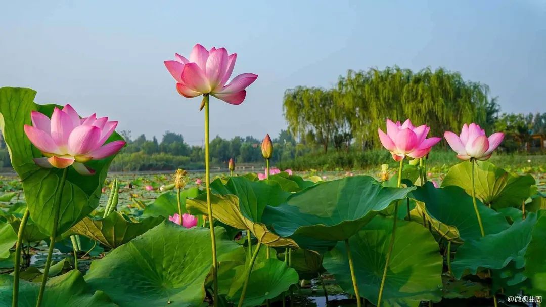 七月莲花湖里的诗情画意