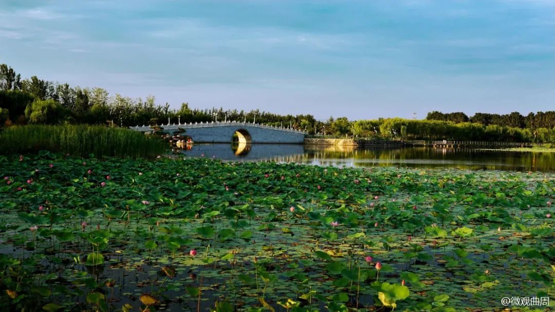 七月莲花湖里的诗情画意