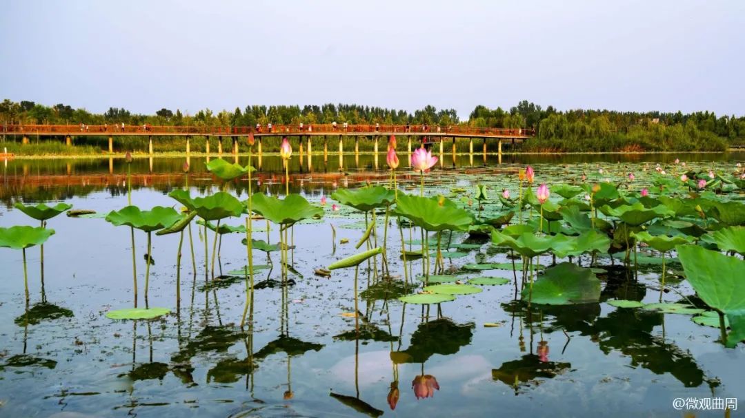 七月,莲花湖里的诗情画意!