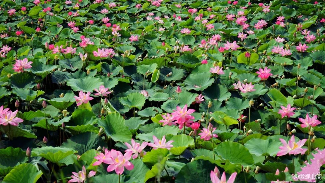 七月莲花湖里的诗情画意