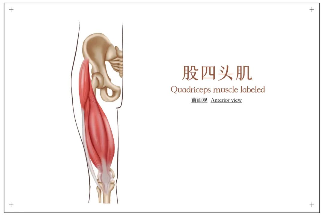 骨关节炎的解剖是软骨的退化