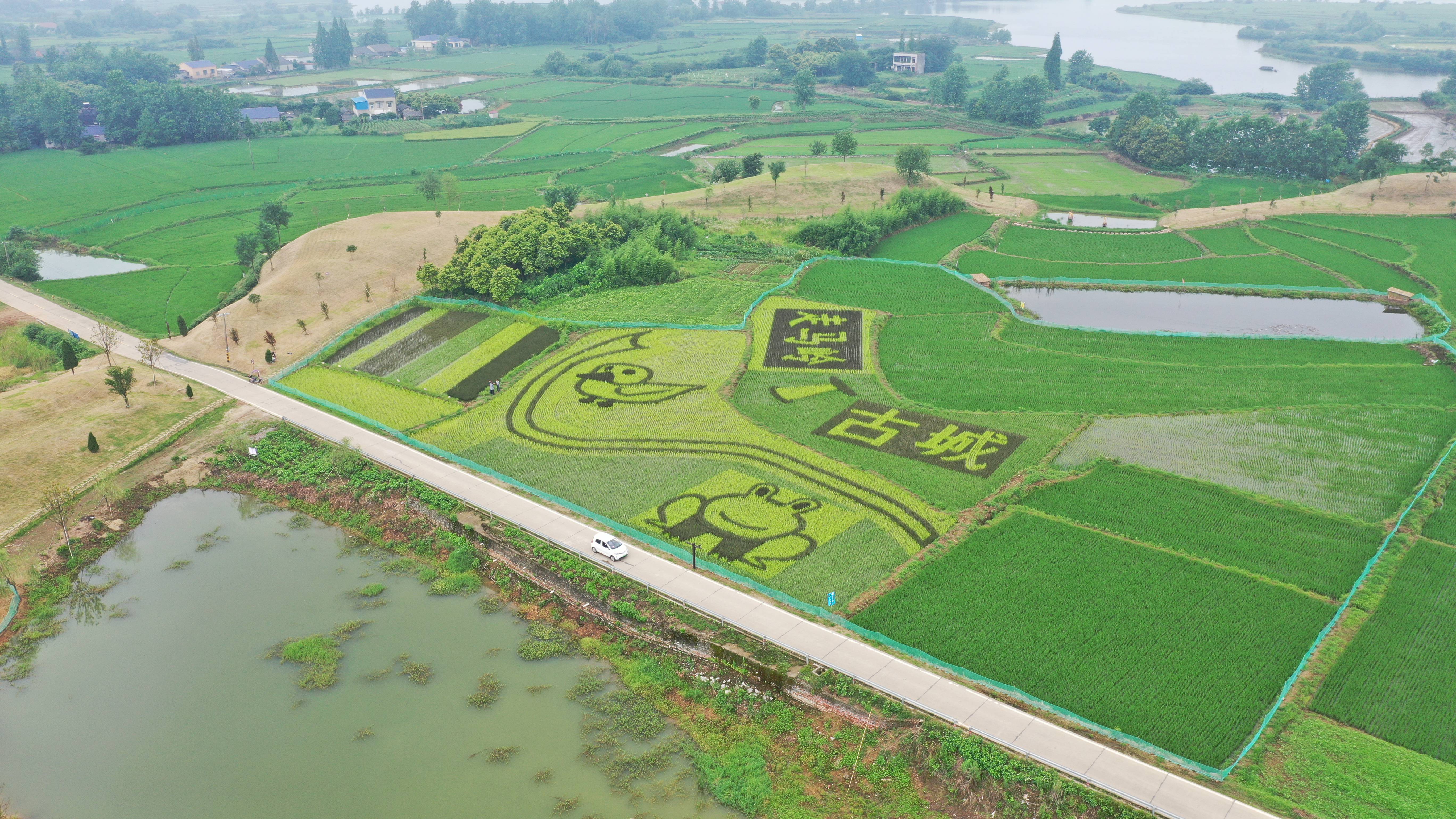 走马岭古城稻田景观呈现 绿色旅游打卡地全面形成
