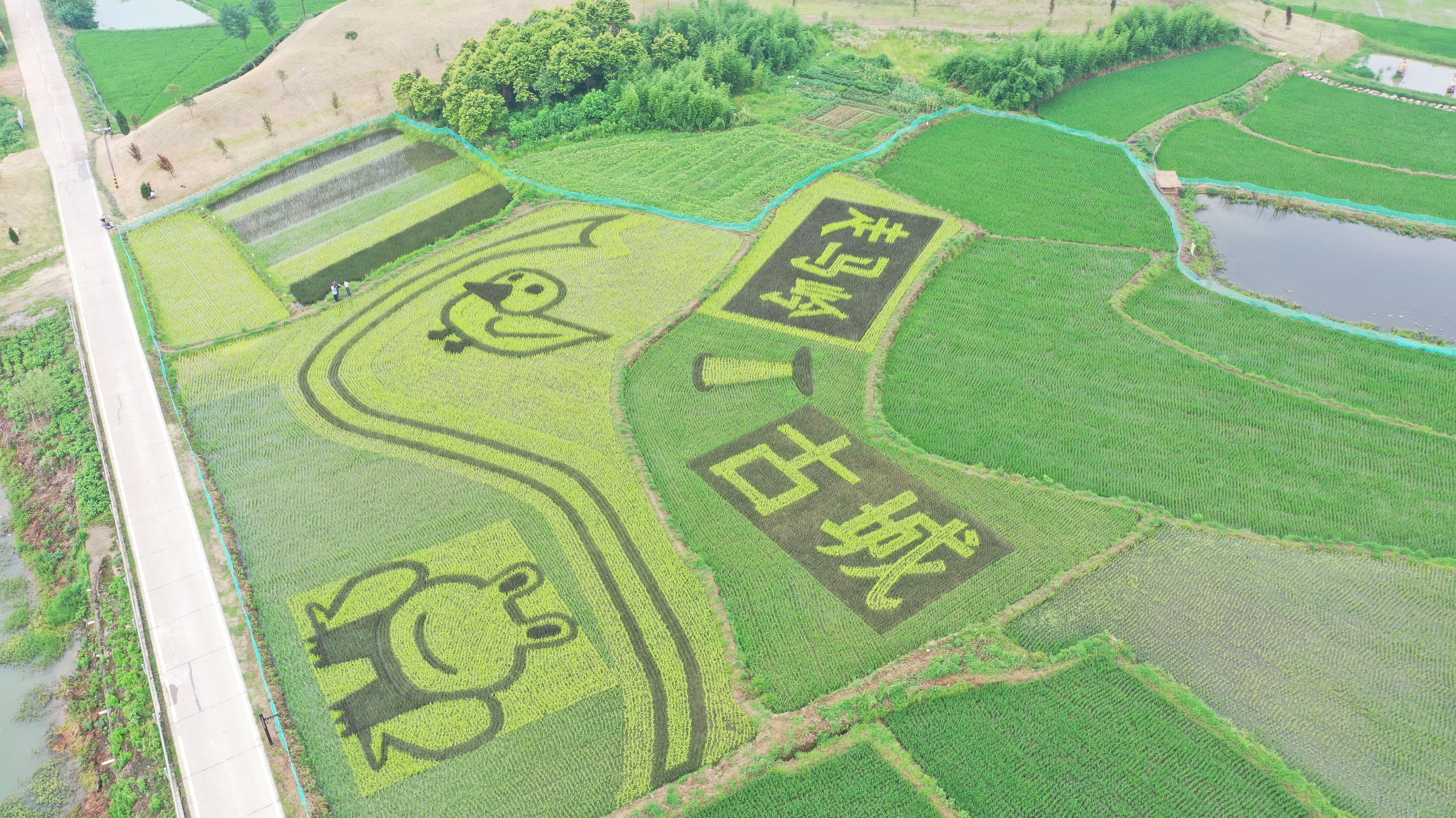 走马岭古城稻田景观呈现绿色旅游打卡地全面形成