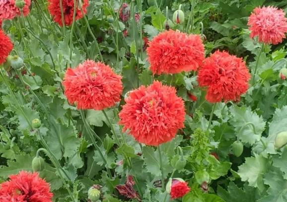 【我为群众办实事】这么漂亮的花不能种,种一株也违法!