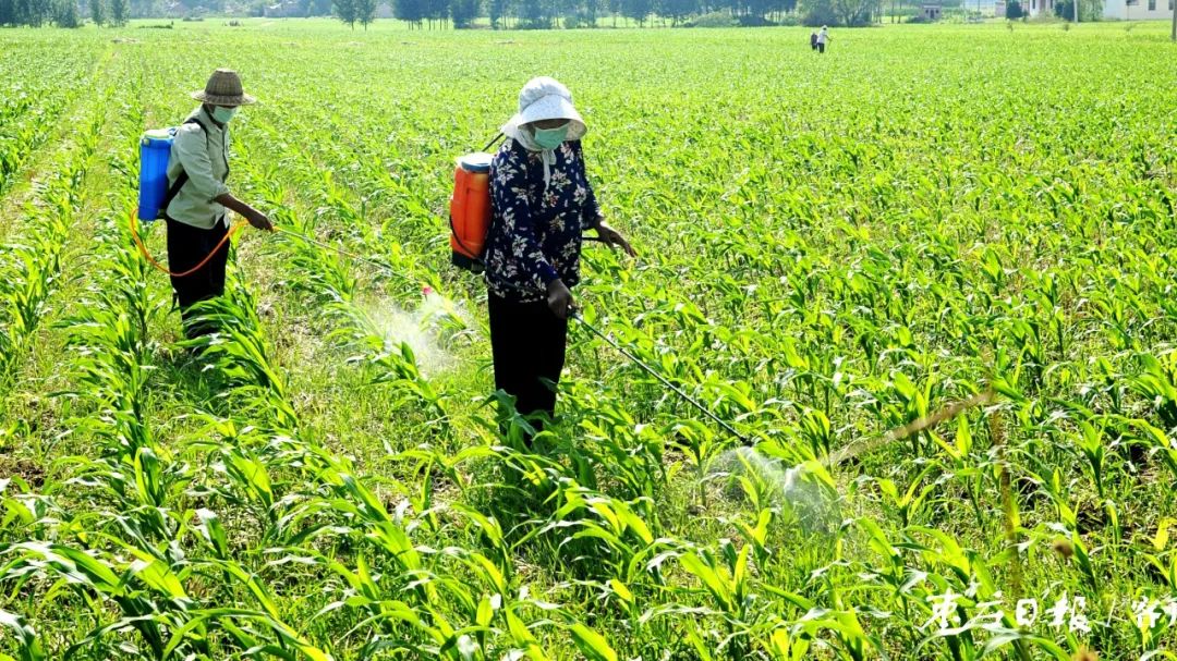 【每日速报】 暑假安全记心间 | 加强玉米夏季田间管理保丰收