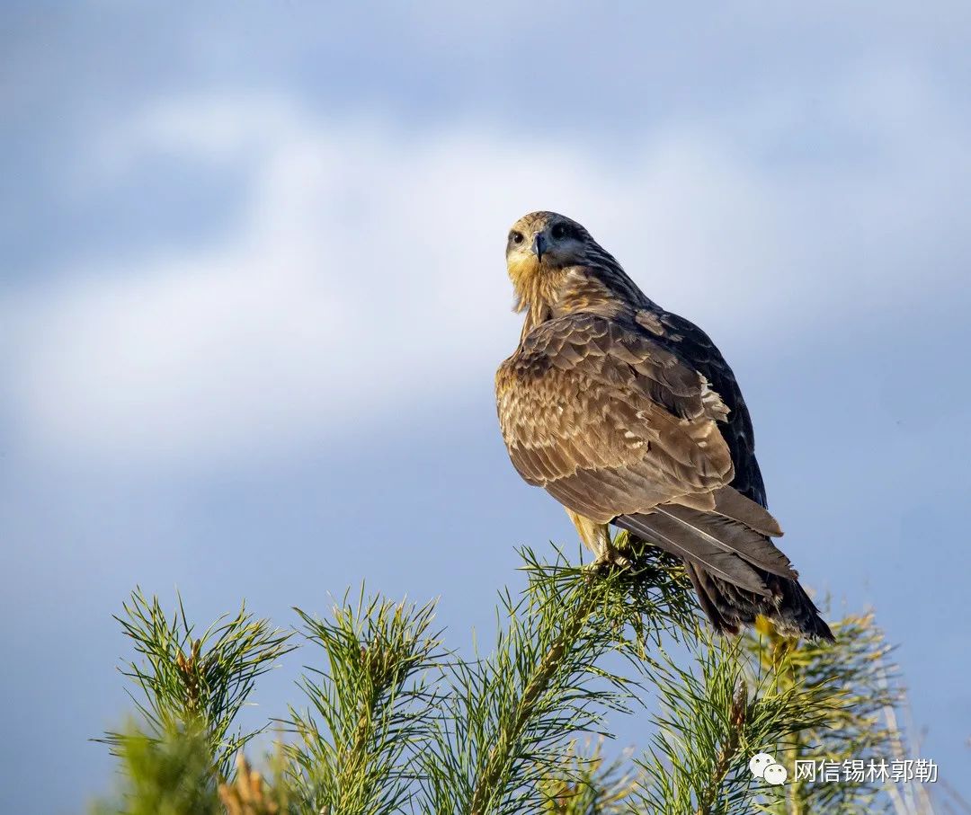 草原语丝丨同题诗歌"大鵟"与诵读合辑