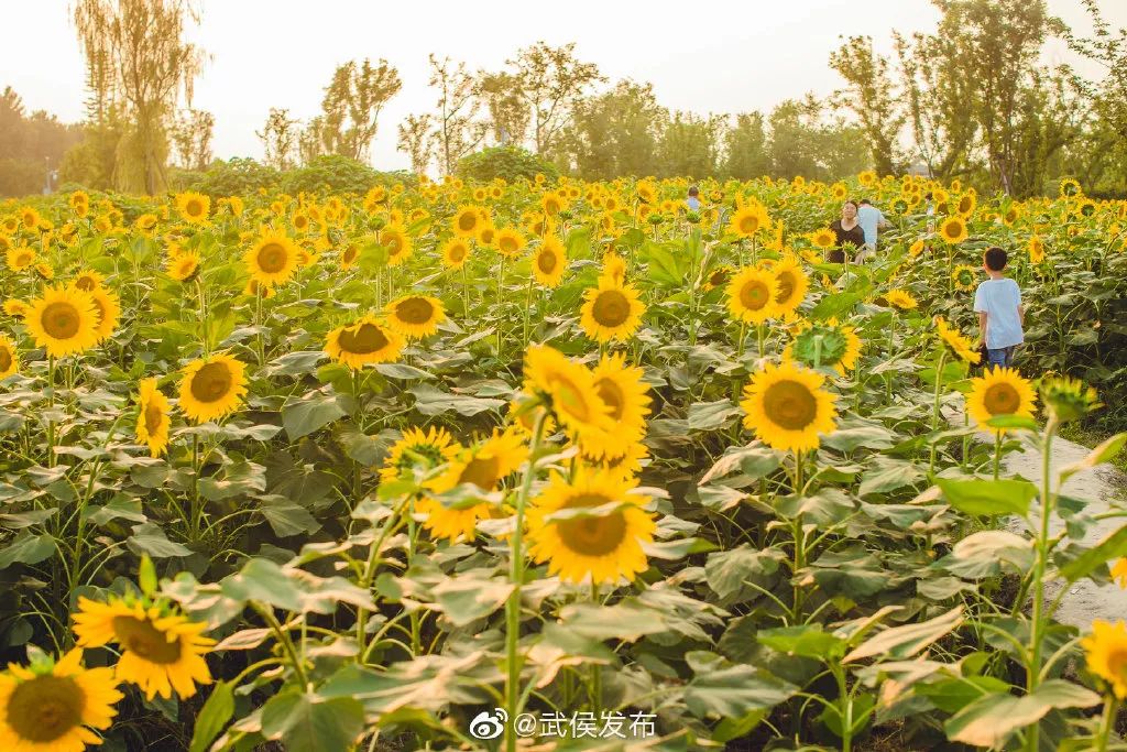 成都100亩向日葵花海火了