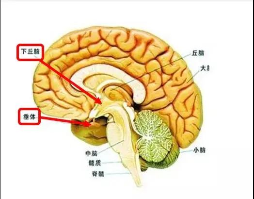 我家宝宝不长个怎么办这几类检查了解一下
