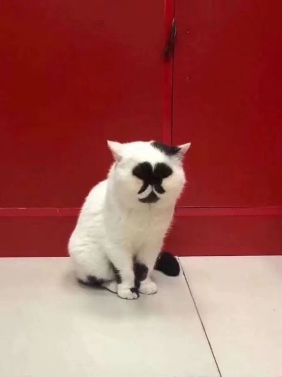 丑猫大赛千奇百怪
