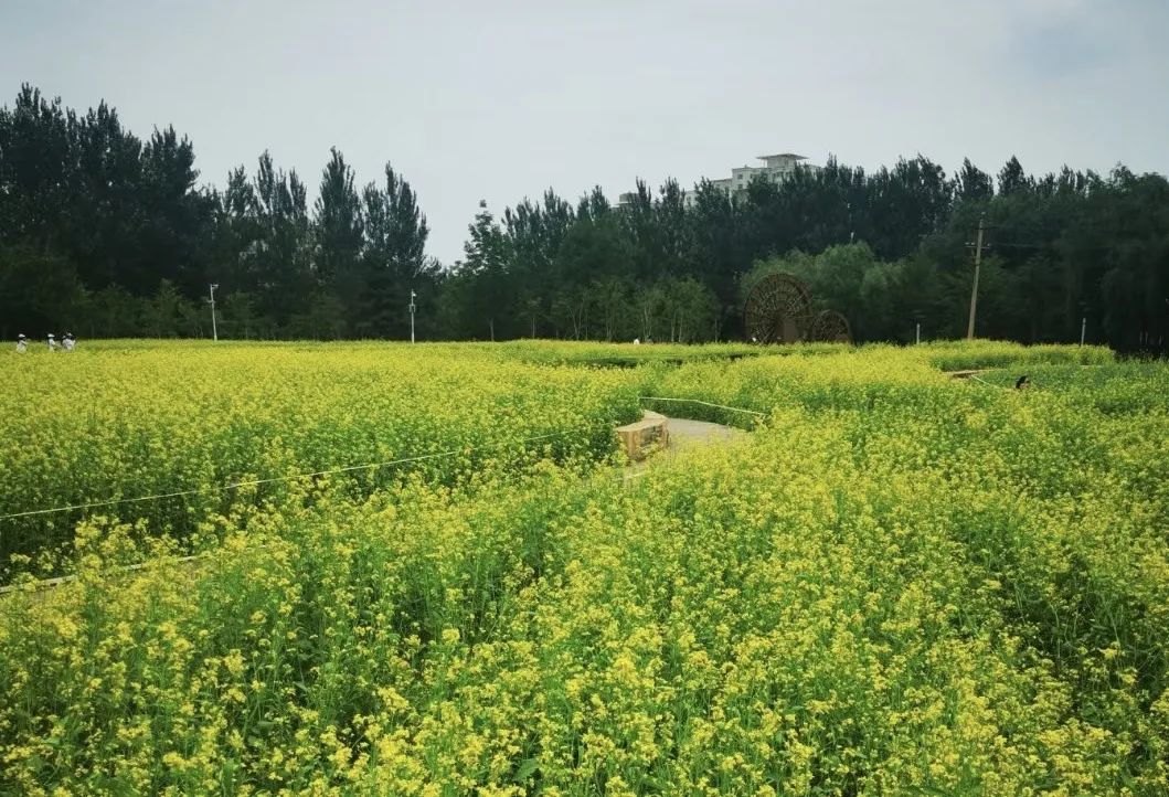 油菜花开美如画 黄金花海醉人心