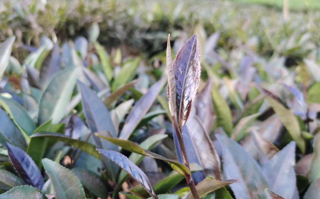 茶科普一紫成名云南特有茶树品种紫娟