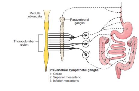 金医健康∣便秘的药食同源治疗