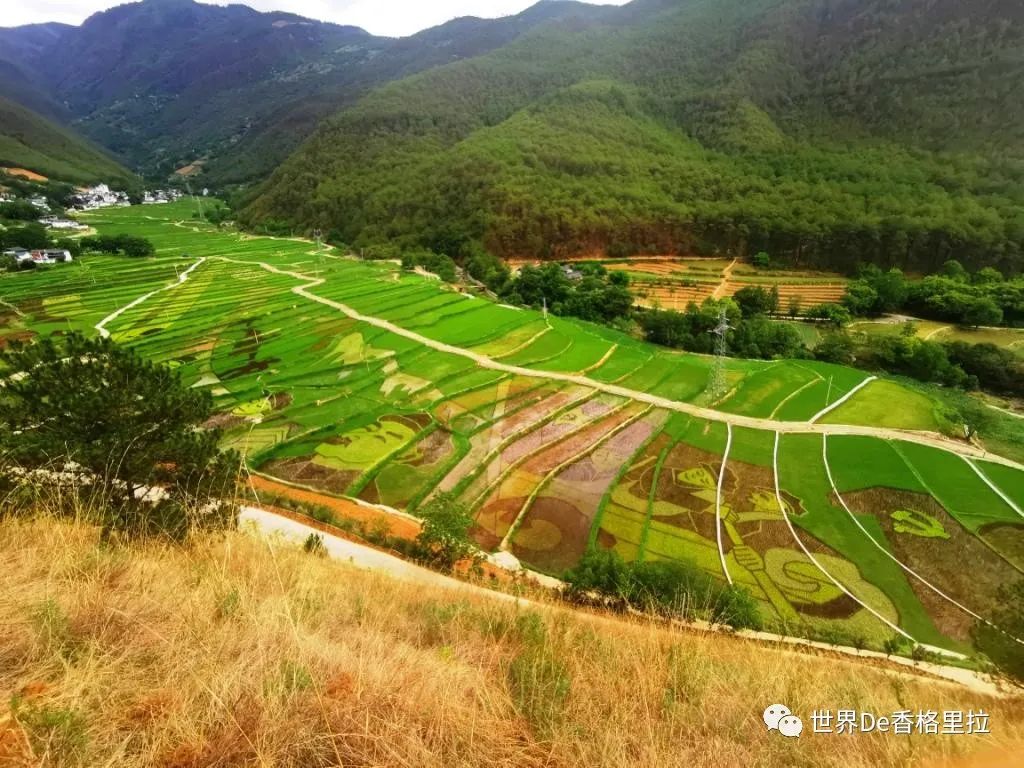 红色旅游打卡地 香格里拉市上江乡士旺村:稻田作画话"百年"