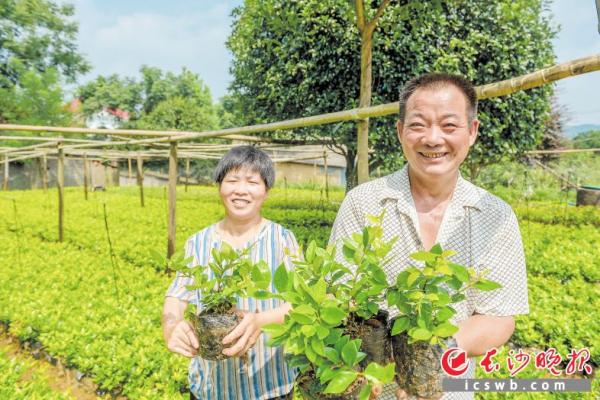 雨花区跳马镇,村民大力发展苗木种植,日子越过越红火.