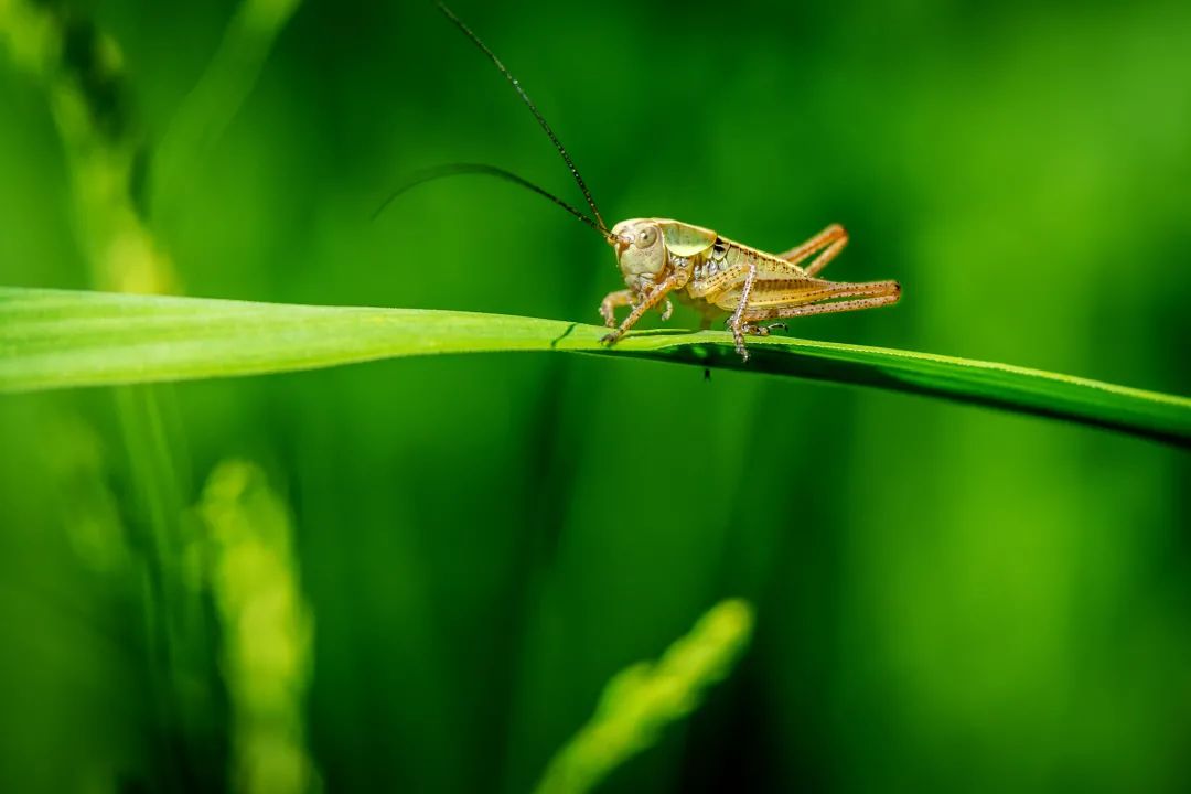 今日小暑丨桑拿模式即将开启